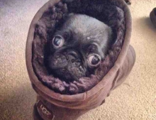 Pug in an Ugg.