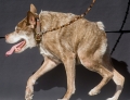 Quasi Modo is the winner of the 2015 World’s Ugliest Dog Contest.