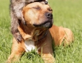 Raccoon and dog show what true love looks like.