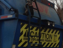 Raccoon holding on for dear life on the back of a garbage truck.