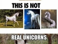 Real unicorns have curves.