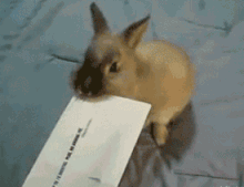 Receiving Bills In The Mail Becomes Fun When You Have A Cute Little Rabbit That Opens Them For You