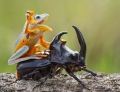 Frog riding beetle rodeo style.