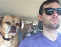 Road trip with two furry friends. The dog seems bored and the cat seems terrified.