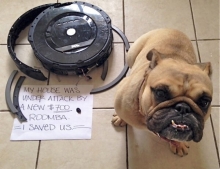 Roomba vs Dog