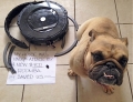 Roomba vs Dog