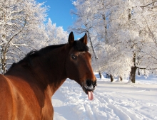 This horse ruins an otherwise absolutely beautiful picture by sticking its tongue out.