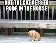 Some things in life are so not fair especially when the cat gets to poop in the house.