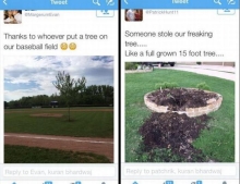 Someone planted a tree in the middle of a baseball field.