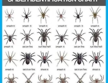 Spider identification chart shows you what to do in an emergency situation.