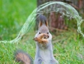 Squirrel has mastered water bending.