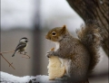 Squirrel is not interested in sharing his bread.