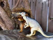 Squirrel making out with a plastic dinosaur