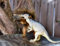 Squirrel making out with a plastic dinosaur