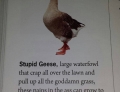 Stupid geese.