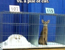 Tall cat vs. Pile of cat