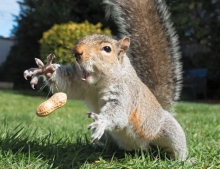 Playing catch with a squirrel.