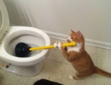 Teaching your cat how to use the toilet is easy. Teaching your cat how to use a plunger is awesome.