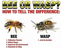 The difference between a bee and a wasp.