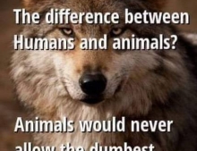 The difference between humans and animals.
