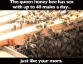 The queen honey bee has sex with up to 40 males a day.