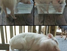 The story of the pig and the tub of water.