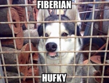 The very rare Fiberian Hufky dog breed.