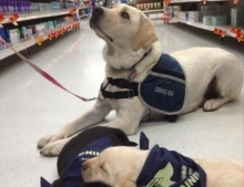These Service Dogs In Training Still Require a Lot Of Work.