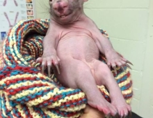 This Baby Wombat Is Cute And Creepy At The Same Time.