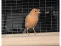 This bird looks like he wants to build a wall.