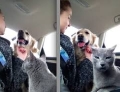 This Cat Is Not Very Happy The Dog Is Getting All The Attention
