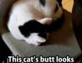 This cats butt looks like a panda.