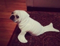 Cute little pug just loves his new seal costume.