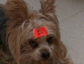 This dog comes with a warning label.