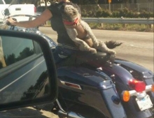 This Dog Is Loving His Ride On The Back Of A Motorcycle.