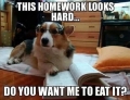 This dog is willing to help you with the my dog ate my homework excuse but there is no guarantee your teacher will believe it.