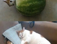 This is what happens when a cat eats a watermelon.