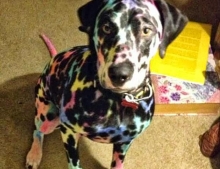 This is what happens when your child has colored markers and you leave them unattended with the family pet.