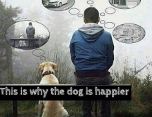 This is why the dog is happier.