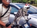 This Man And His Cat Love To Go For Rides on His Scooter.