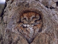 This Owl Has Found a Perfect Spot To Sleep In This Tree.
