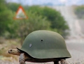 This turtle wearing a helmet is fully prepared for battle.
