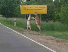Two deer just trying to act natural.