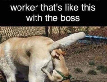 We all have that one co-worker that's like this with the boss.
