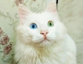 When you wish you had blue or green eyes and your cat has both.