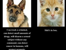 Why the police and military use German Shepherd dogs instead of cats.