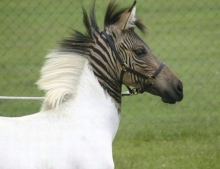 This is what happens when a horse and a zebra mate. You get a Zorse.