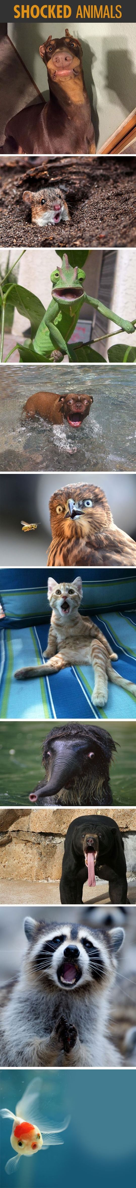 10 animals that look like someone or something just scared the crap out of them.