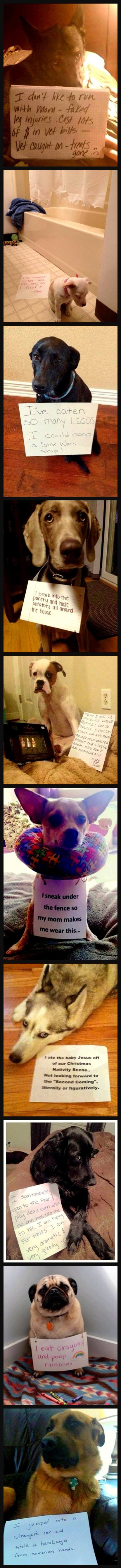 10 Hilarious Dog Shaming Pictures