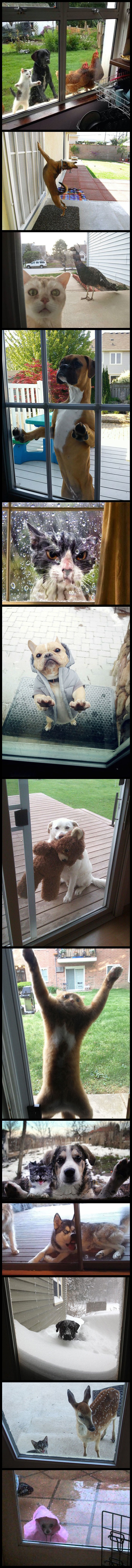 13 pictures of pets who really want to be let in the house.